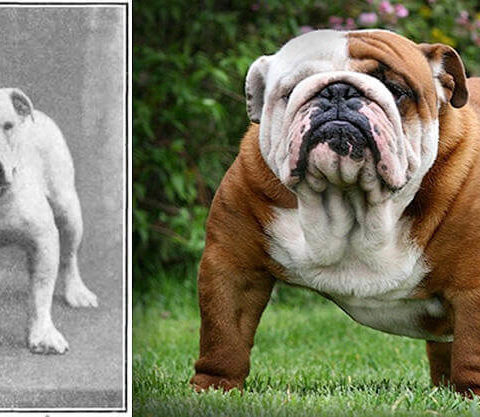 Как изменились породистые собаки